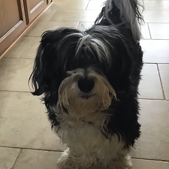 Meet your Posher, Anne-marie - Picture 1 of 1